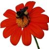 dirfar_3